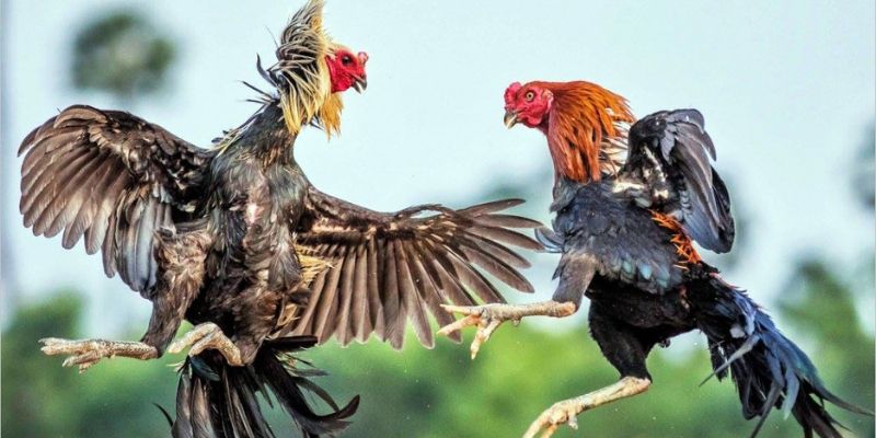 AOG đá gà và những điều bạn cần biết