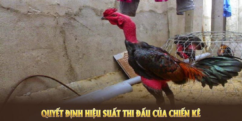 Cách chọn gà đá chuẩn quyết định hiệu suất thi đấu của chiến kê