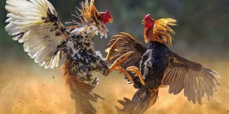 Ưu thế nổi trội chỉ có tại AOG đá gà