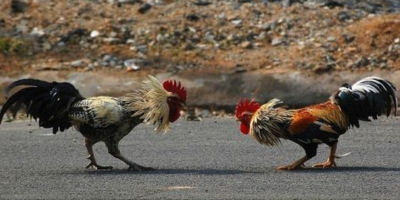 Vô vàn những loại hình cho bạn lựa chọn